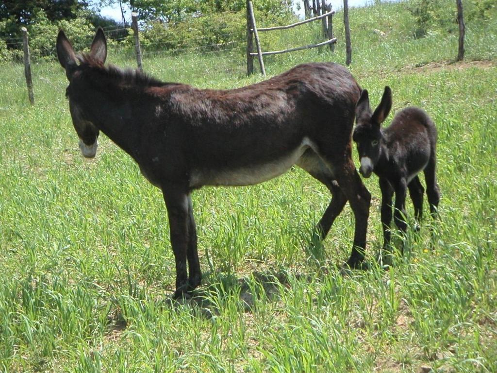 Willa La Tavola Dei Cavalieri Santa Maria Lignano Zewnętrze zdjęcie